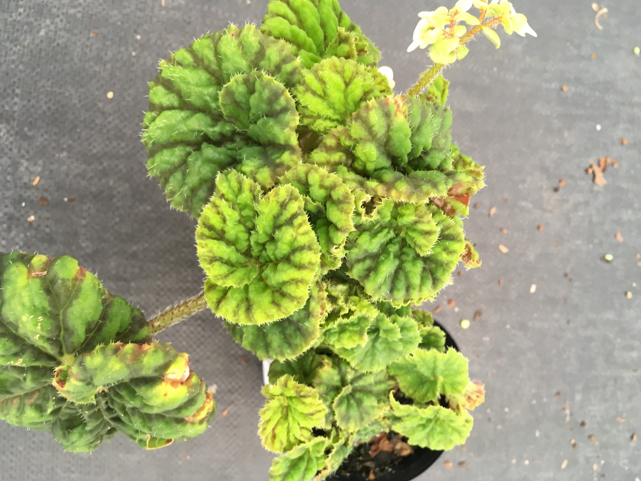 B. ‘Annan Leopard’